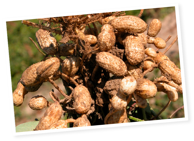 Quels sont les réels bienfaits des Cacahuètes pour la santé ?